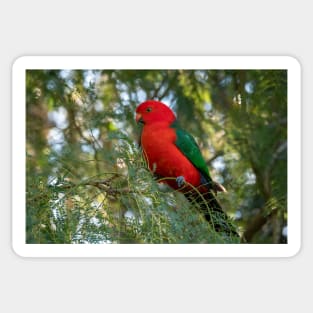 Male King Parrot, Queensland Australia Sticker